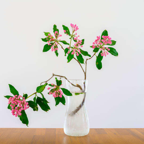 berg lorbeer blumen und zweige in glas auf holztisch vor einem weißen hintergrund, ikebana stil arrangement - cut flowers white small still life stock-fotos und bilder