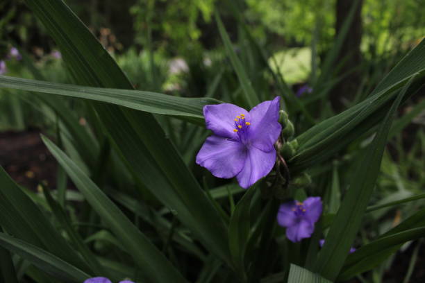 istock Tradescantia Virginiana 1322755633