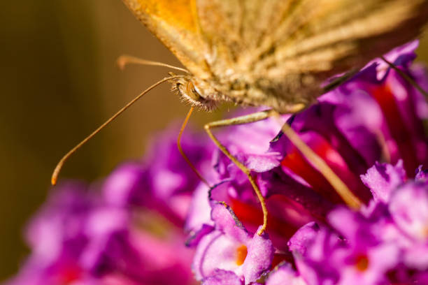 istock close-up of a butterfly on its flower 1322755686
