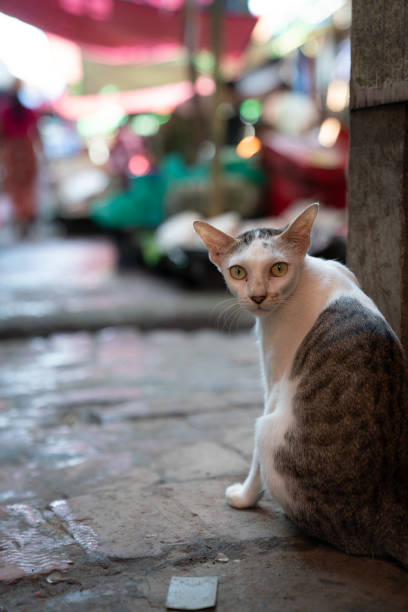istock Hungry kittens of Asia 1322755734