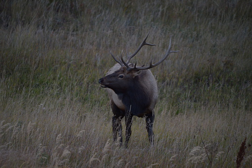 The elk, also known as the wapiti, is one of the largest species within the deer family, Cervidae, and one of the largest terrestrial mammals in North America, as well as Central and East Asia