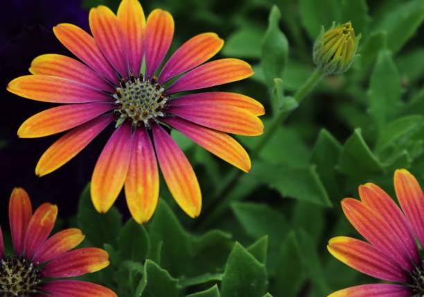 istock Brilliant Neon Flower 1322756039