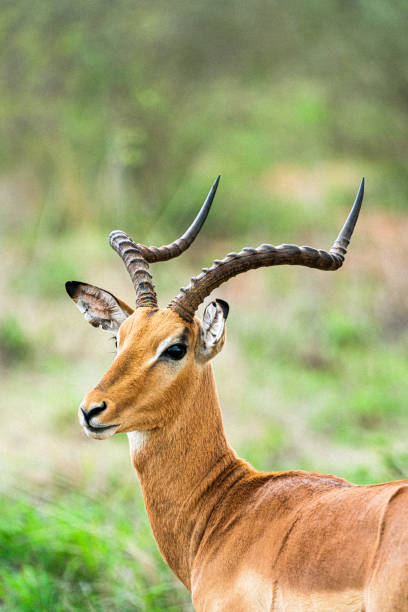 istock Antelope from Kruger National Park South Africa 1322757797