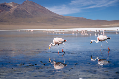 A group of wild flamingos photographed in a remote region of a lake in Atacama mountain ranges in Bolivia