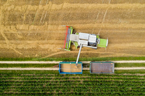 istock Combine Harvester Pouring Corn Grain Into Trailer 1322758553