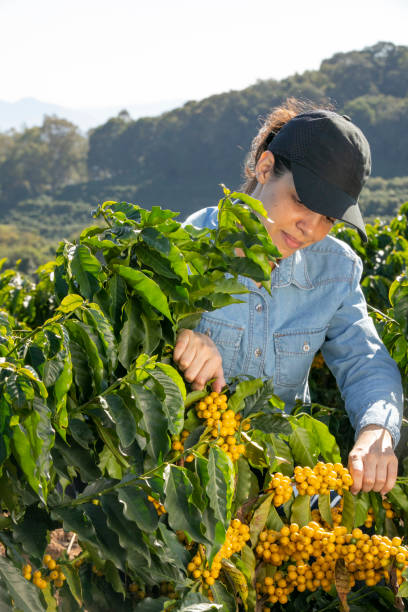 Farmer woman on coffee plantation