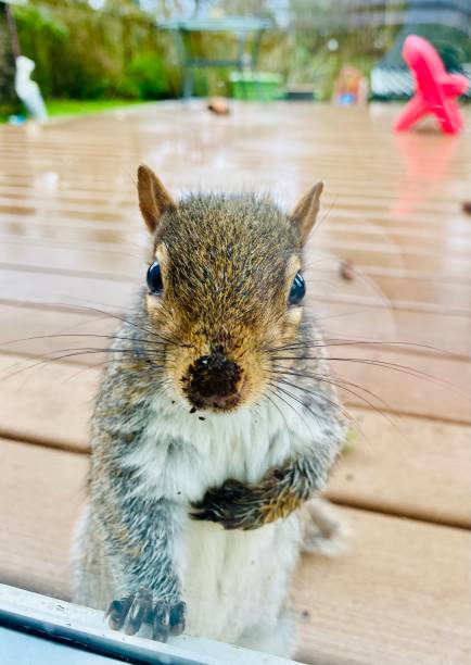 istock Stephanie the squrrwl 1322761189
