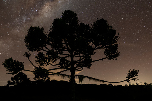 Night shot with long exposure technique of an araucaria angustifolia tree and the southern hemisphere galaxy