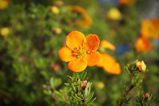 close-up de flores de arbusto de potencial de laranja no verão - five petals - fotografias e filmes do acervo