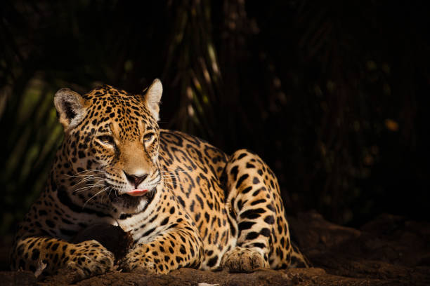 Jaguar (Panthera Onca) lying down. Scenics nature: Animal full portrait.on blurred dark background. Selective Focus. jaguar cat photos stock pictures, royalty-free photos & images