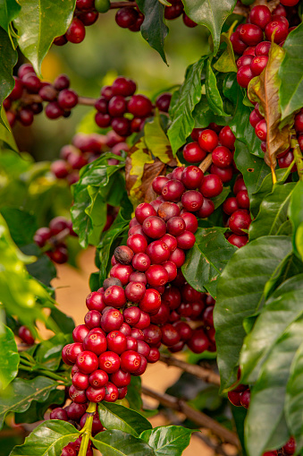 Coffee beans on the tree ready to be harvested