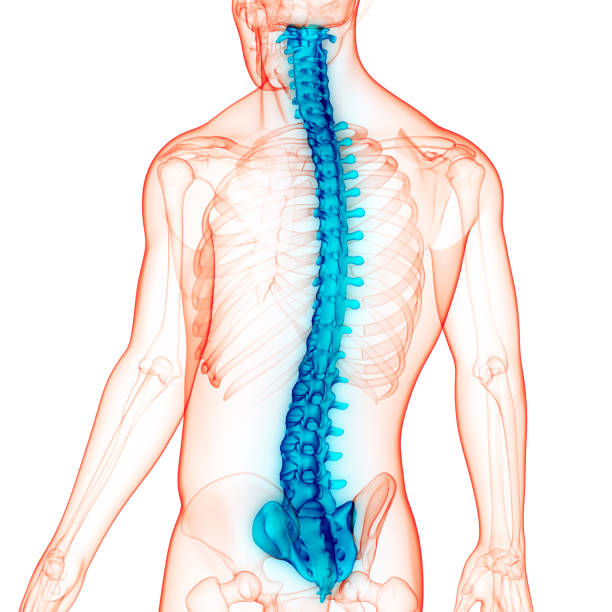 istock Spinal Cord Vertebral Column of Human Skeleton System Anatomy 1322766396