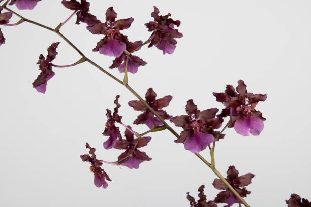 Cherry Oncidium Orchid in a black background. Cherry Oncidium Orchid in a black background. oncidium orchids stock pictures, royalty-free photos & images