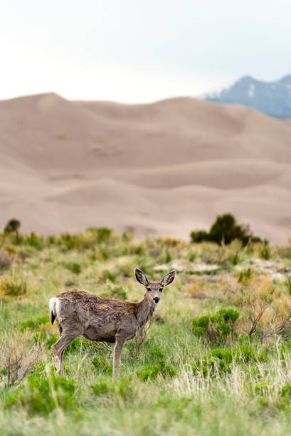 istock Mule Deer Great Sand Dunes National Park - Colorado 1322767224
