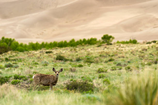 Mule Deer Great Sand Dunes National Park - Colorado