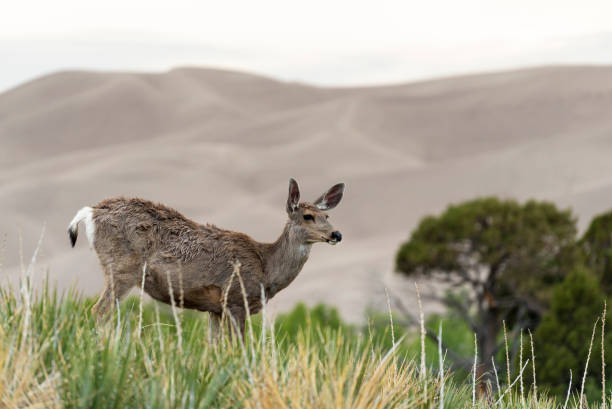 istock Mule Deer Great Sand Dunes National Park - Colorado 1322767229