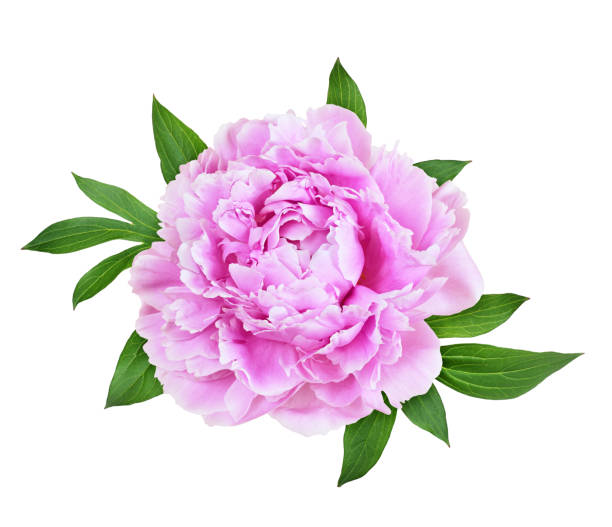 istock Pink peony flower isolated 1322768881