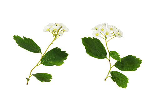 Twig of spiraea chamaedryfolia flowers and leaves isolated on white