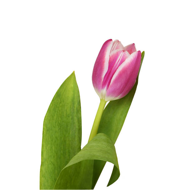 istock Pink tulip flower isolated 1322768893
