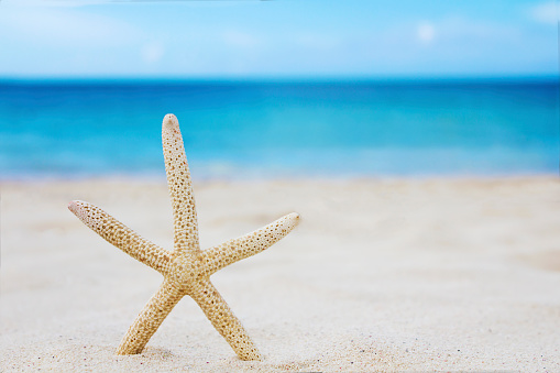 Close up of a starfish on a sunny tropical beach with the sea and sky in the background.\nHoliday/ Vacation concept with copy space.