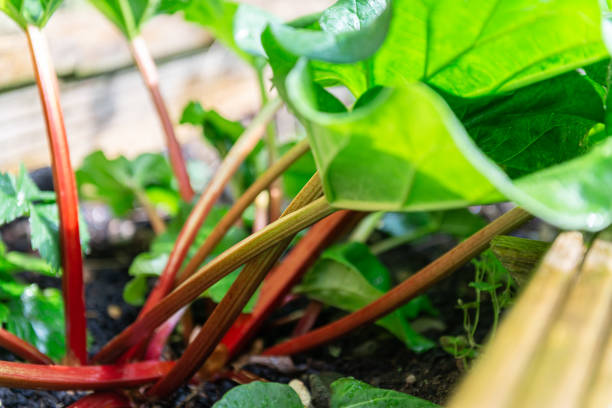 istock Rhubarb growing in the garden during spring 1322770849