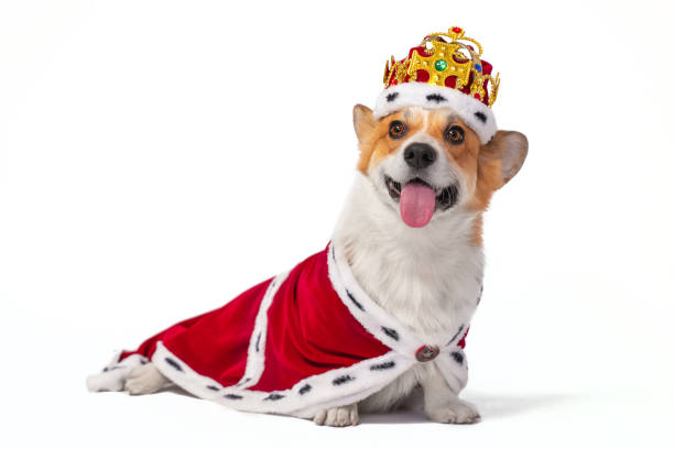 istock Pembroke Welsh Corgi in red royal cape and crown on white 1322771274