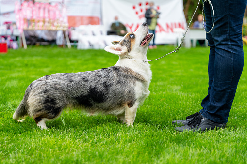 Adorable grey and white Cardigan Welsh Corgi on leash looks at owner taking part in dog show in green spring park closeup