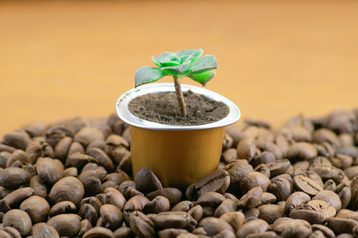 Cápsula de café con planta verde photo