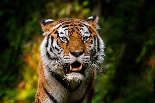 Retrato del tigre photo