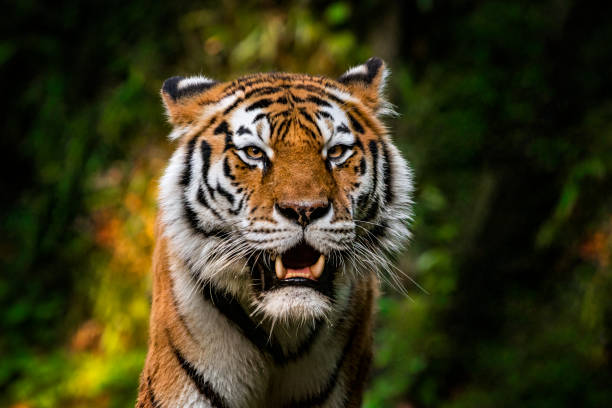 Tiger portrait Portrait of a tiger in the front of dense vegetation in the forest. carnivorous photos stock pictures, royalty-free photos & images