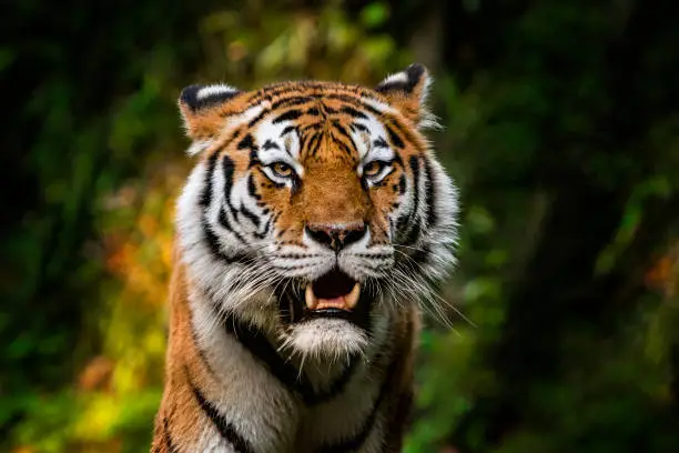 Portrait of a tiger in the front of dense vegetation in the forest.