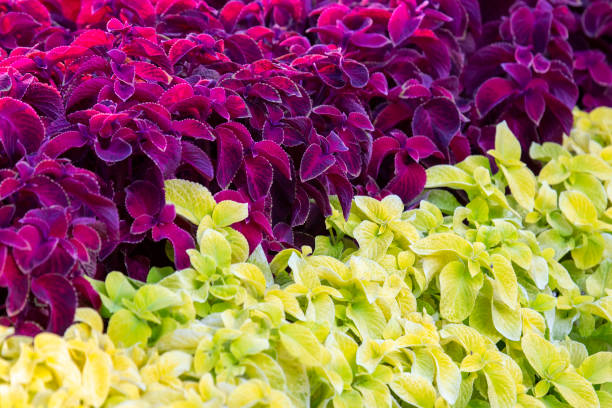 istock flowerbed with different flowers pansies 1322777437