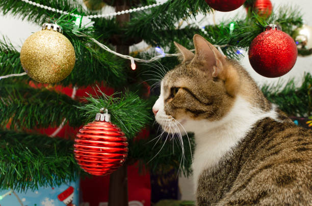 istock Portrait of cat with decorated Christmas tree 1322779172