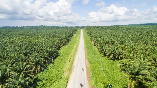 istock Palm oil plantation 1322780767