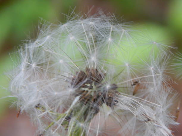 istock Seeds of the dandelion 1322781485