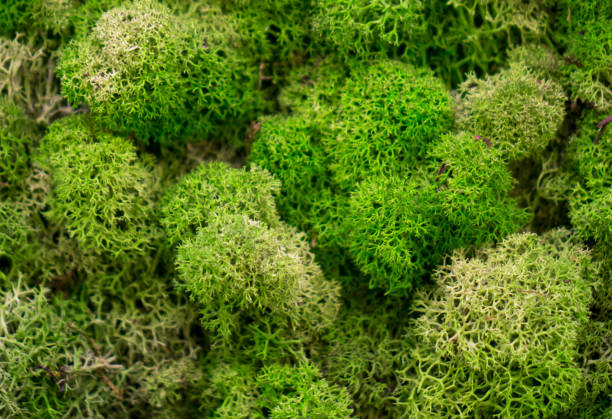istock Natural moss in nature. Green moss background texture 1322782981
