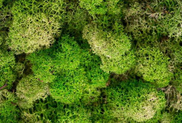 istock Natural moss in nature. Green moss background texture 1322783008