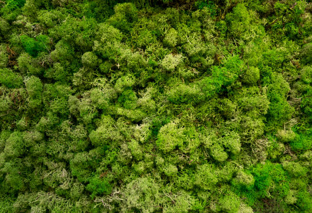 istock Natural moss in nature. Green moss background texture 1322783023