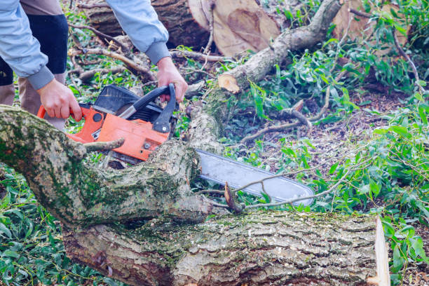 istock Tree falling in broken the tree after a hurricane cut with a chainsaw 1322783025