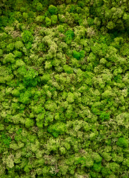 istock Natural moss in nature. Green moss background texture 1322783063