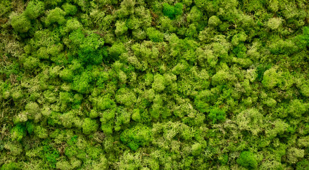 istock Natural moss in nature. Green moss background texture 1322783092