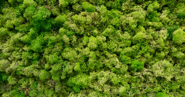 istock Natural moss in nature. Green moss background texture 1322783097