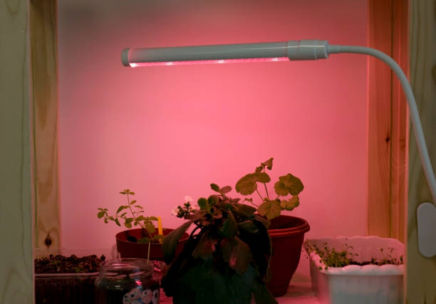 Red infrared light over plants in the lab stock photo