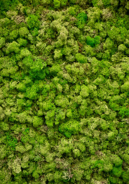 Natural moss in nature. Green moss background texture stock photo