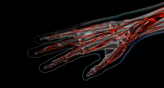 Imágenes de rayos X de la mano que muestran el hueso y los vasos sanguíneos photo
