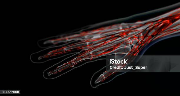 Xray Imaging Of Hand Showing Bone And Blood Vessels Stock Photo - Download Image Now