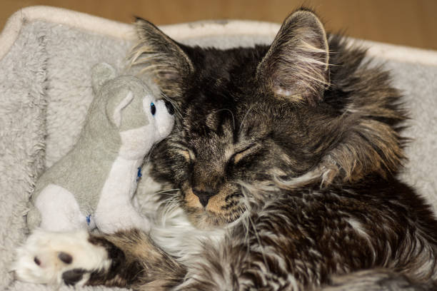 istock fluffy dear cat sleeps with a little plush dog 1322792840