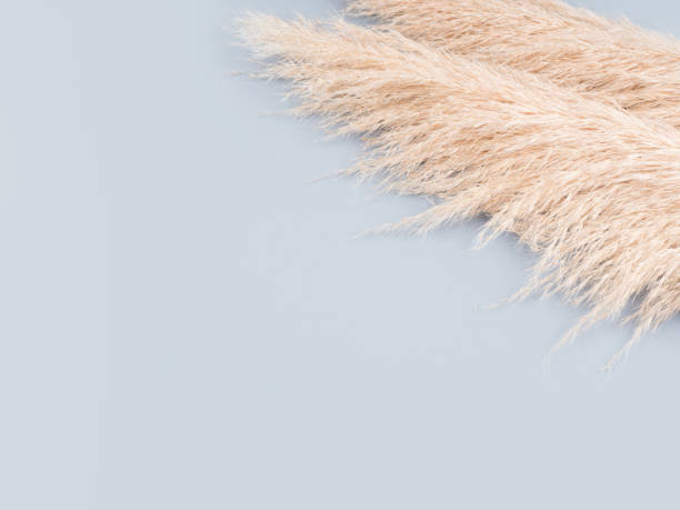 istock Modern botanical background with trendy pampas grass on blue. 1322793646