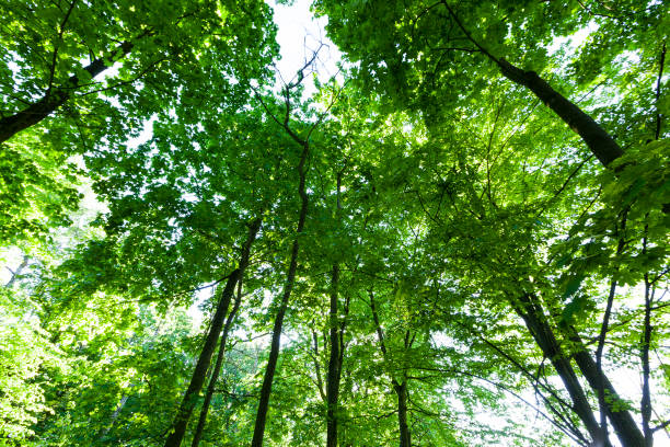istock trees with green foliage in the summer 1322793933