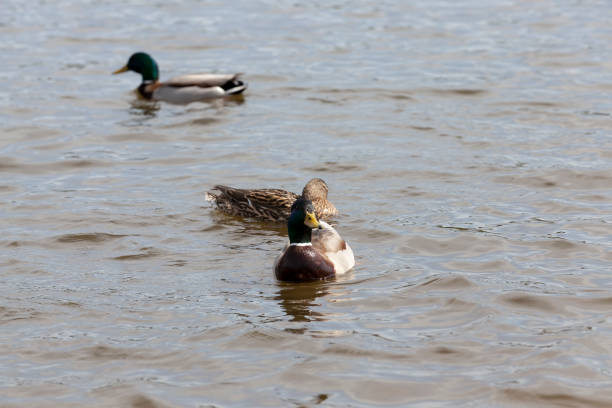 istock spring season with wild birds ducks 1322793998